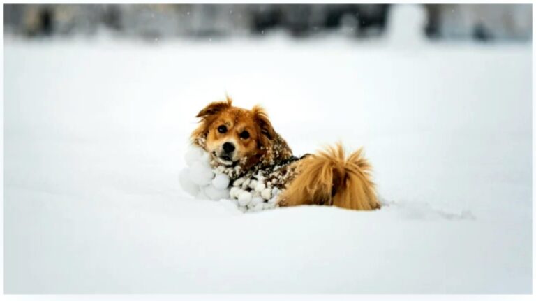 NEW Top Dog set to Raise Money for Pet Rescues and Kids in Need – Civic Media