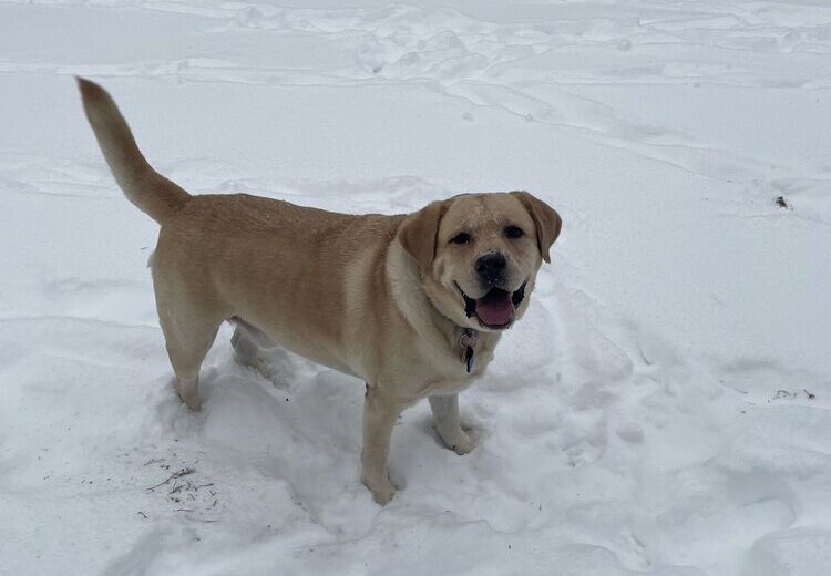 Why short walks matter for pets in extreme cold – WTOP News