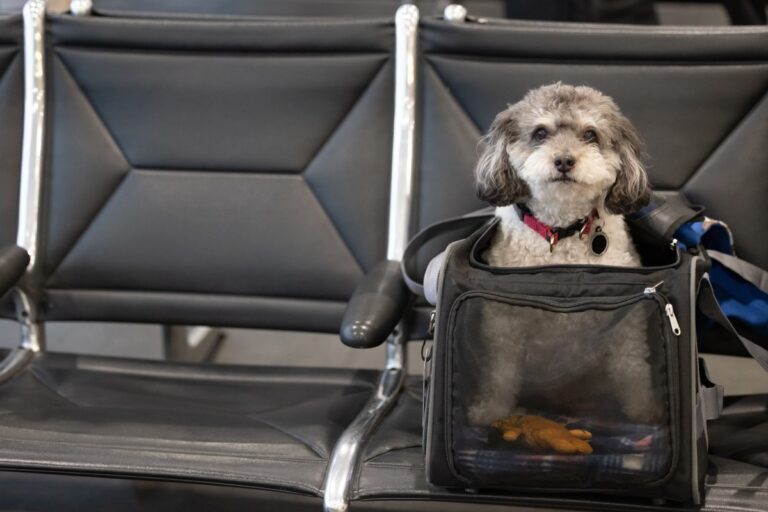 Yorkshire Terrier Boards Flight—Reason Owner Ends Up in Tears Goes Viral – Newsweek