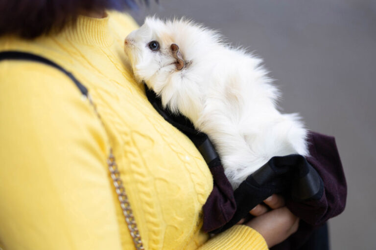 Could These Be The Robots We Actually Need? The Furry, Friendly Robopets Sparking Connections