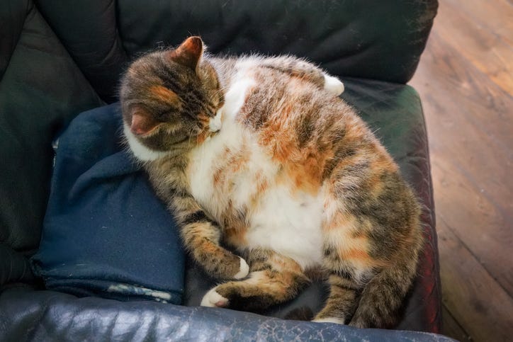 Kitty fat camp helps overweight felines find new homes – Audacy