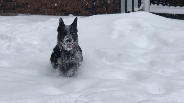 Ontario SPCA reminds you to watch pets for hypothermia as region battles extreme cold