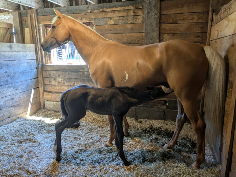Library Mews: Lyra and Magic – Middlebury College