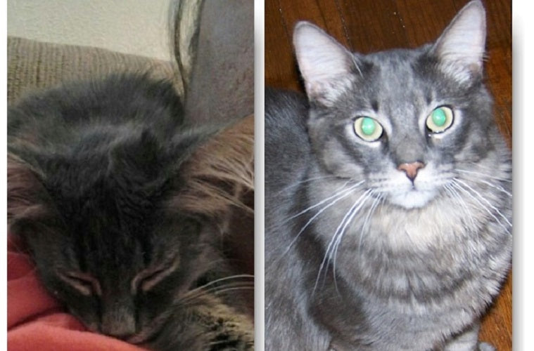 From Wild Porch Kitten to Constant Companion When It Mattered Most | The Animal Rescue Site
