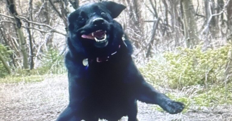 Do Dogs Enjoy Playing More Than Cats, Rats, or Dolphins? | Psychology Today