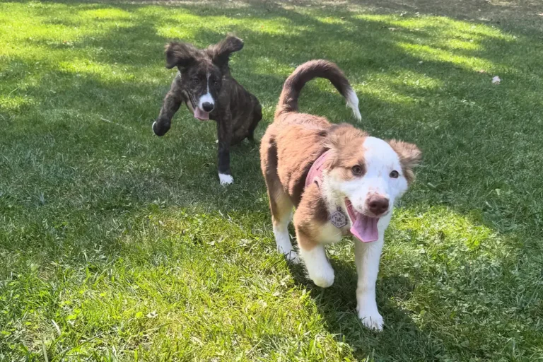 Dogs from Alexandria-Based Rescue Participate in 2026 Puppy Bowl - Northern Virginia Magazine
