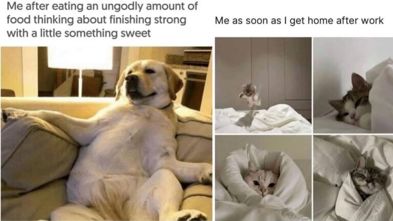 25 Adorably Hilarious Animal Memes To Improve Your Morning