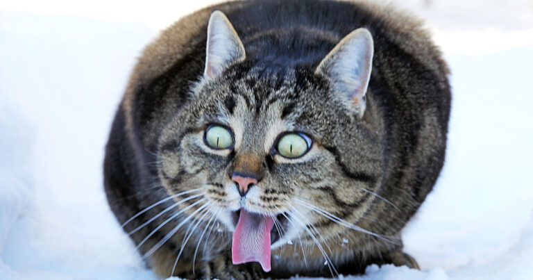 Indoor Cat Goes Outside for a Moment and Immediately Regrets Everything – PetHelpful