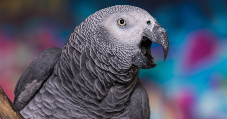 African Grey Parrot Hilariously Rage-Baiting Mom Is Such a Whole Vibe – PetHelpful