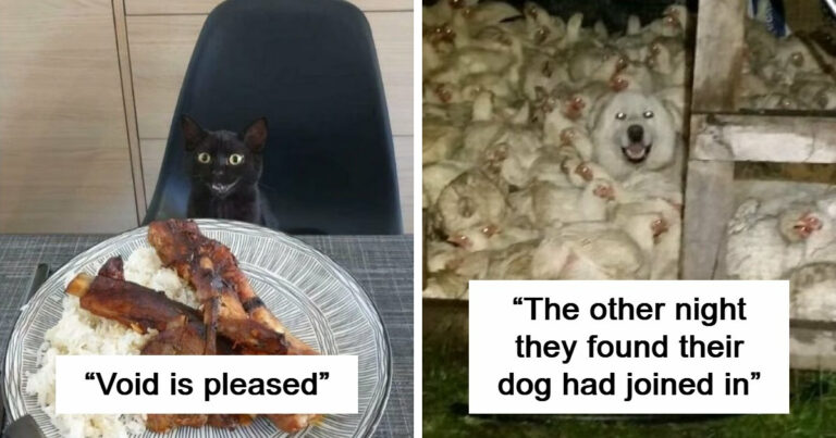 79 Times People Were Rushing To Take A Pic Of Animals Making Silly Faces (New Pics)