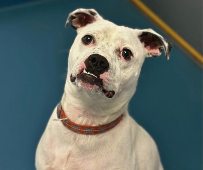 Townsquare NoCo Pet of the Week: Cowboy Wants to Join Your Family – K99