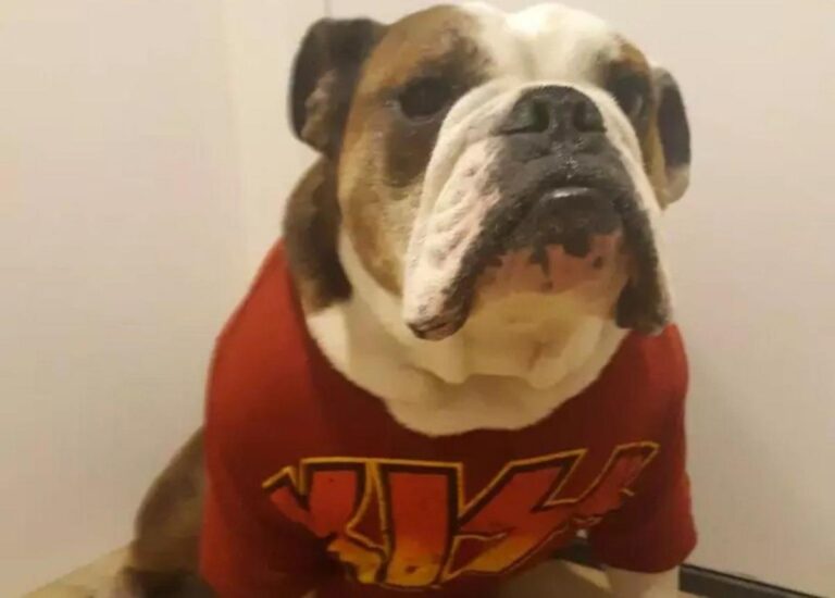 New York Celebrating National Dress Up Your Pet Day – Hudson Valley Country