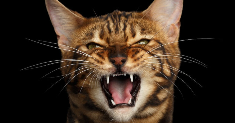 Bengal Cat Doesn't Meow—He Says 'Cow' Instead—and You Need To Hear It – Parade Pets