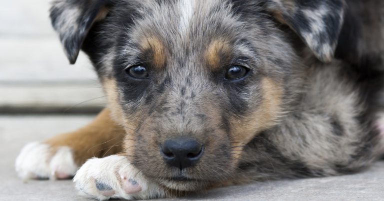 Blue Heeler Puppy's Unique Coat Has the Internet Doing a Double Take – Parade Pets