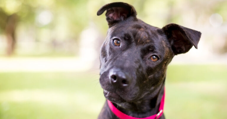Rescue Dog Has a Quirky Habit He Does Completely Backwards – Parade Pets