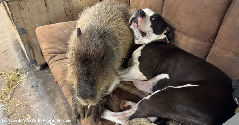 Sanctuary Gives In To Capybara Who Keeps Escaping To Nap With Dogs