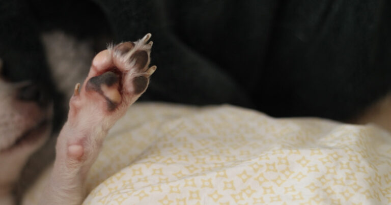 Woman on Walk Spots 'Ancient' Dachshund and He's the Sweetest – Parade Pets