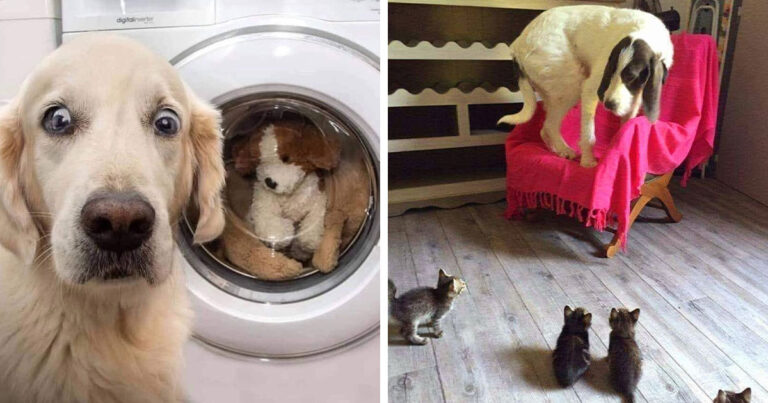 40 Funny And Cute Dog Photos That Might Make You Smile Today – Bored Panda