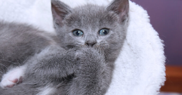 Tiny Gray Kitten With Huge 'Rabbit Feet' Paws Grows To Be the Cutest Werewolf