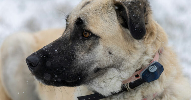 Anatolian Shepherd Taking 'Nightly Inventory' of Her Toys Is LOL Funny – Parade Pets