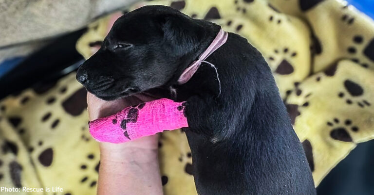 Puppy Struggling to Breathe Needs Your Support to Survive | The Animal Rescue Site
