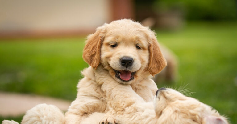 Golden Retriever Puppy and Vizsla Team Up to Cause the Cutest Chaos – Parade Pets