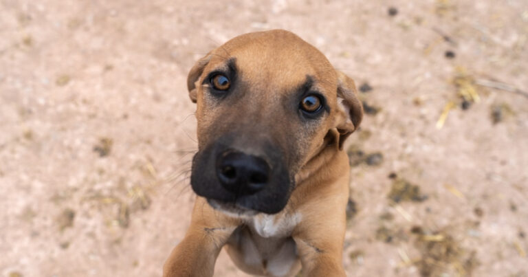 Moment Abandoned Dog Takes 'Leap of Faith' Into Rescuer's Car Is Truly Tear-Worthy