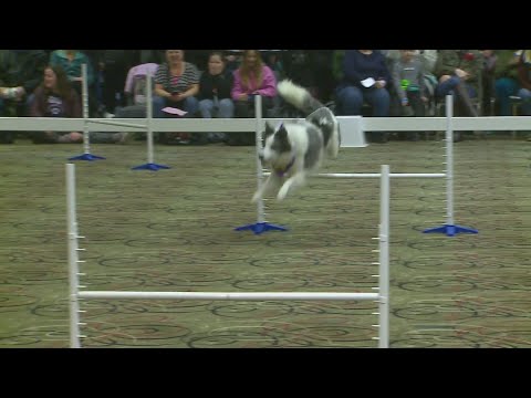 Great American Dog and Cat Show draws huge crowds in Tinley Park – YouTube