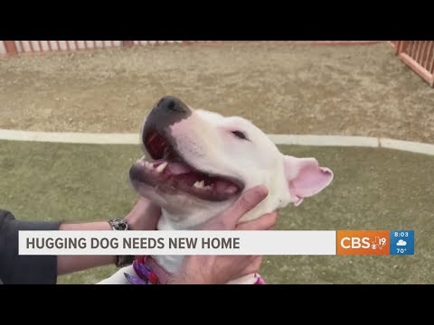 Hugging dog needs new home – YouTube