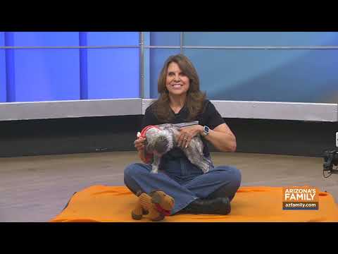 Pets on Parade (Full Episode) January 10, 2026 – YouTube