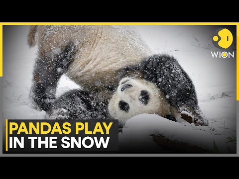 Giant Pandas Play in Vienna Snow That Mirrors Their Home in China | WION – YouTube