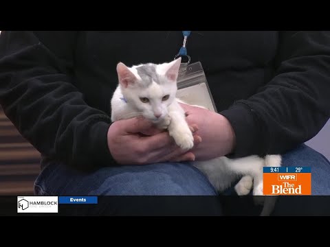 Pet of the Week: Toad – YouTube