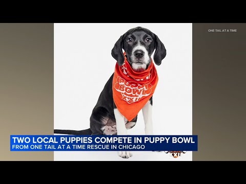 2 Chicago puppies to compete in annual Puppy Bowl – YouTube