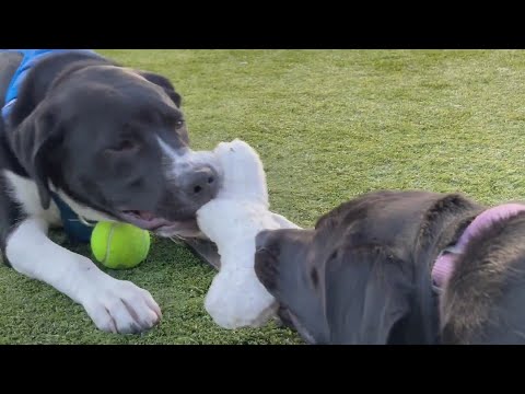Chicago rescue pups Suzy and Vernon to compete in Puppy Bowl XXII – YouTube