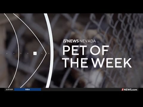 Pet of the Week: Bentley – YouTube