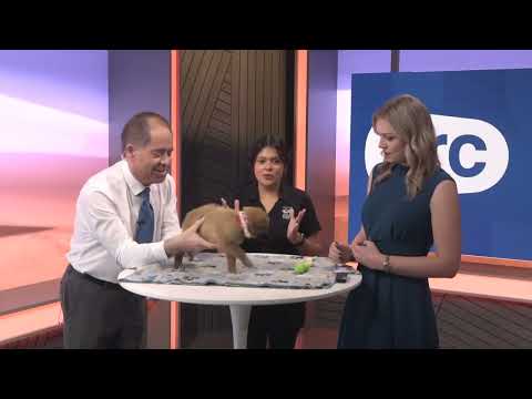 ARC Bark: Adorable puppy Iris seeks forever home at Beaumont Animal Care – YouTube