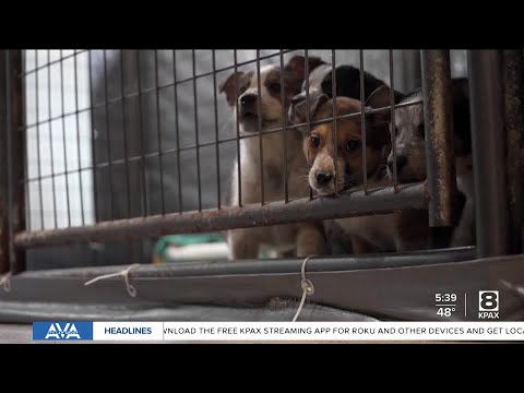 Who let the dogs out: TRACS adopts out over 1000 dogs in 2025 – YouTube