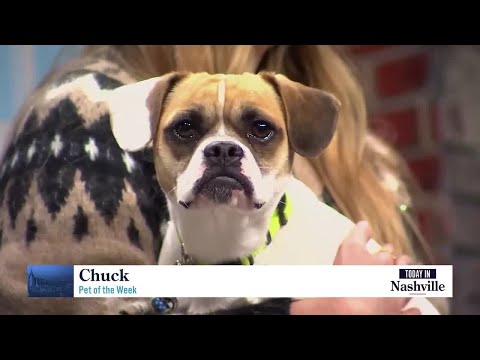 Stanley Steemer and NHA Bring us Pet of the Week "Chuck" – YouTube