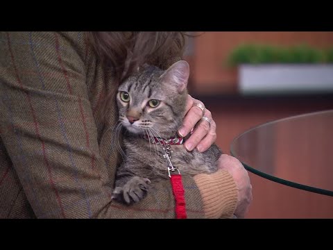 Special needs animals find a home through Pet Haven – YouTube