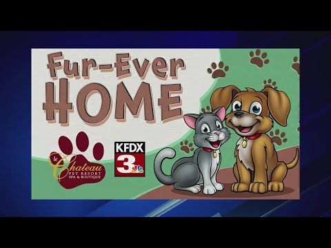 Meet Buster with Easy Street Animal Shelter! – YouTube