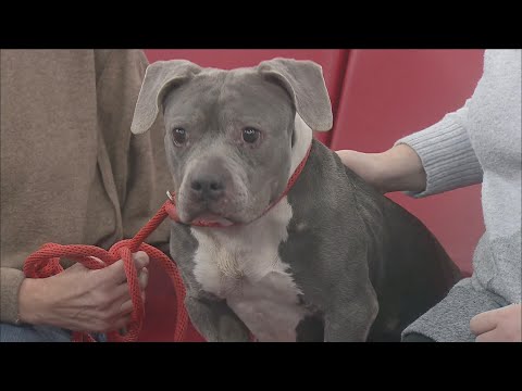 Pet of the Week – YouTube