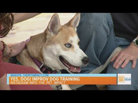 Yes, Dog! Improv Dog Training – YouTube
