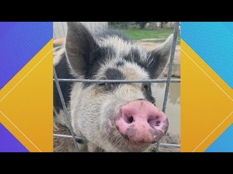 Pet Pics: Ruby the Pig is looking for a snack, of course – YouTube