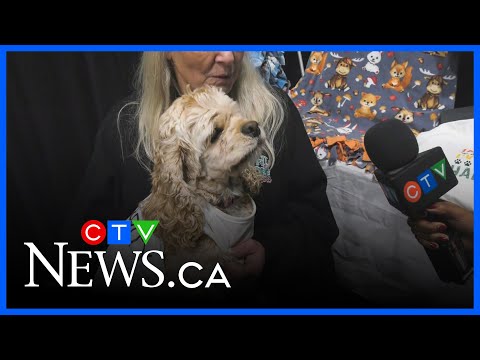 Paws on the runway – YouTube