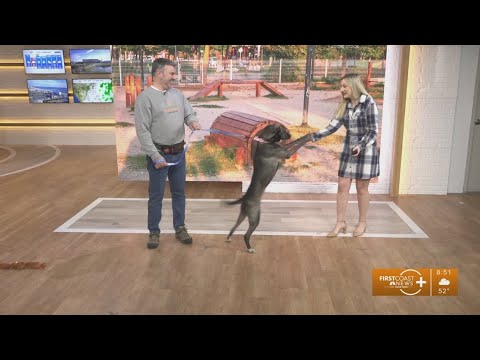 Pet Tails: Meet Ginger, energetic 4-year-old female dog adoptable at Jacksonville Humane Society