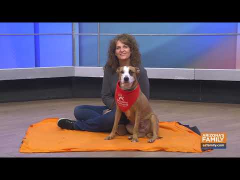 Pets on Parade (Full Episode) January 17, 2026 – YouTube