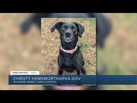Paws for Pets: Shay, an affectionate Lab who is a lap dog! – YouTube