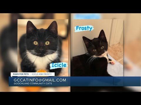 Paws for Pets: Icicle & Frosty, brothers who love to play together & cuddle – YouTube