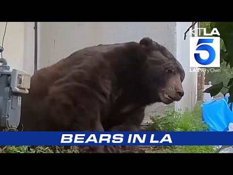 Bear encounters in LA homes and neighborhoods | SoCal's Wild Animals c – YouTube