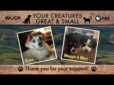 Your Creatures Great & Small January 18 – YouTube